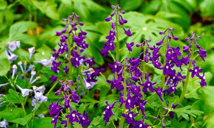 larkspur.jpg (42286 bytes)